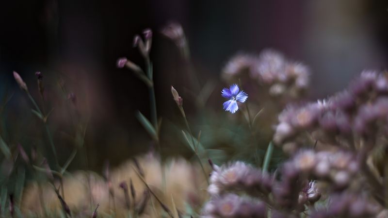 ***** фото превью