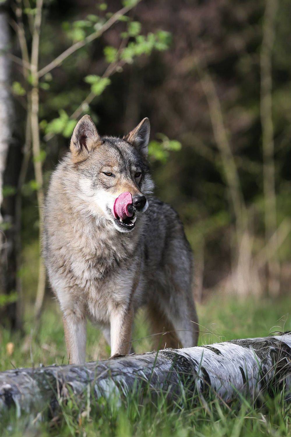 , Андрей Ершов