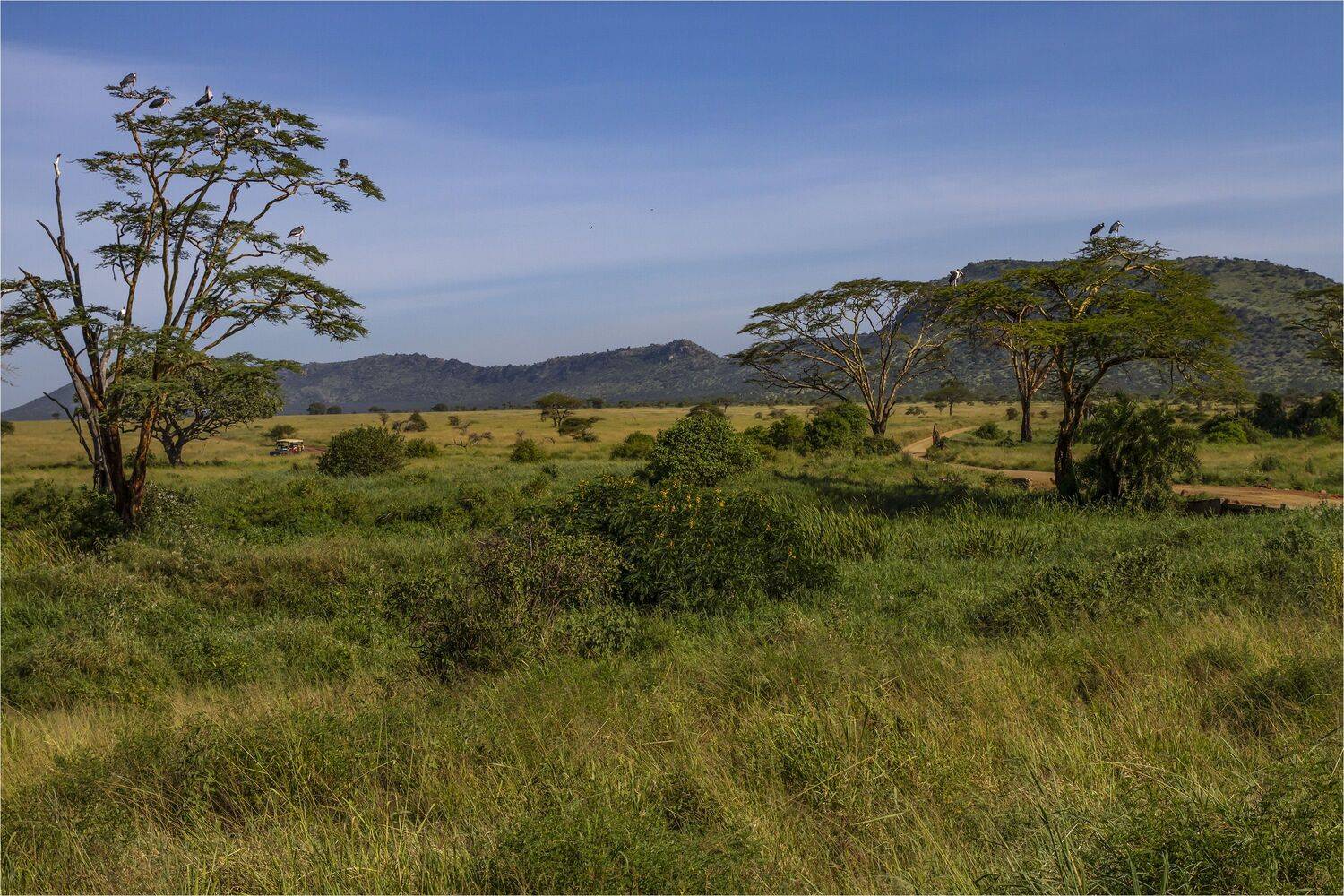 серенгети,танзания, Валентина Булкина