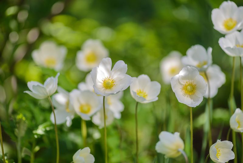 Лето фото превью