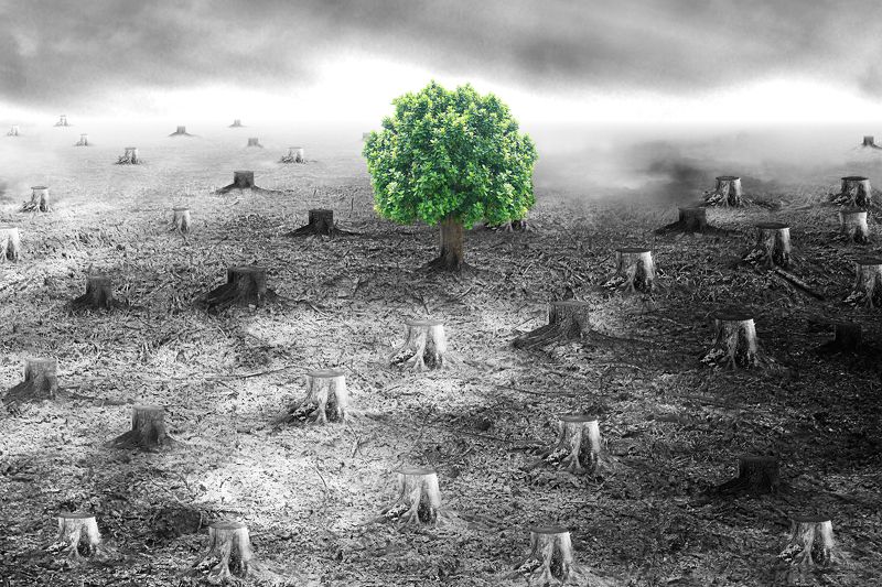 Deforestation фото превью