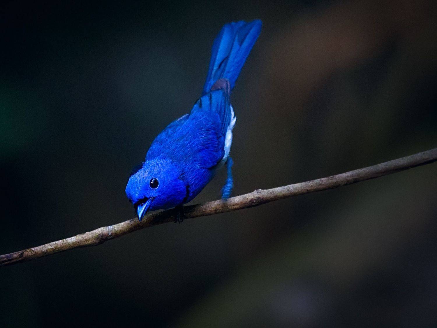 hypothymis azurea,  刘渝东