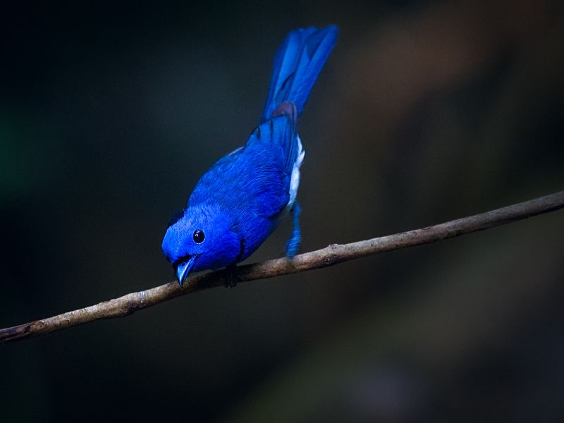 hypothymis azurea Hypothymis azurea фото превью