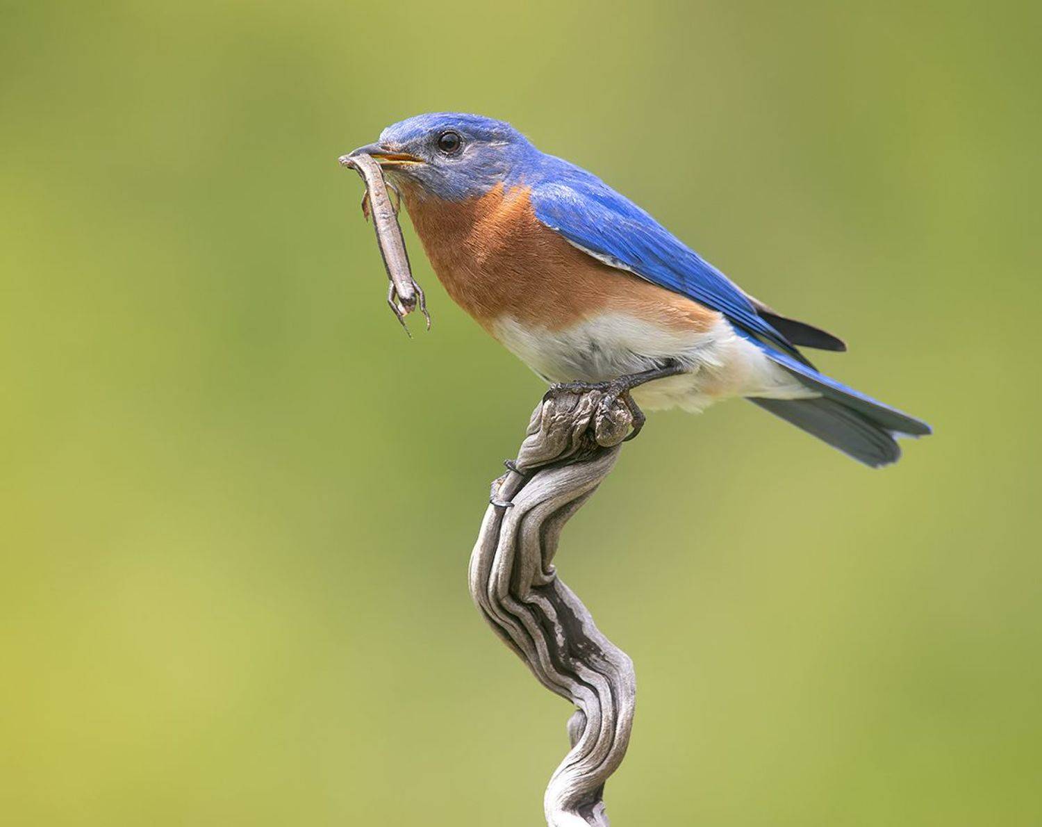 восточная сиалия, eastern bluebird,bluebird, Etkind Elizabeth