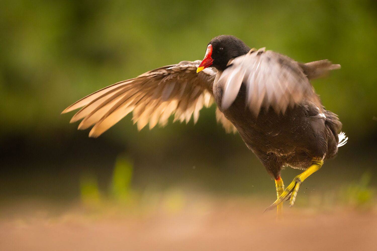 Green-legged. Автор: Robert Adamec , Robert Adamec