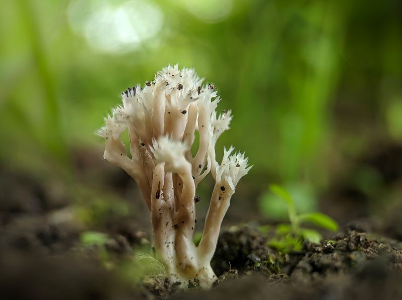 #xiaomi, , #mobilephotography, #macro, #mushroom, #fungi, #nature Coral in the forest фото превью