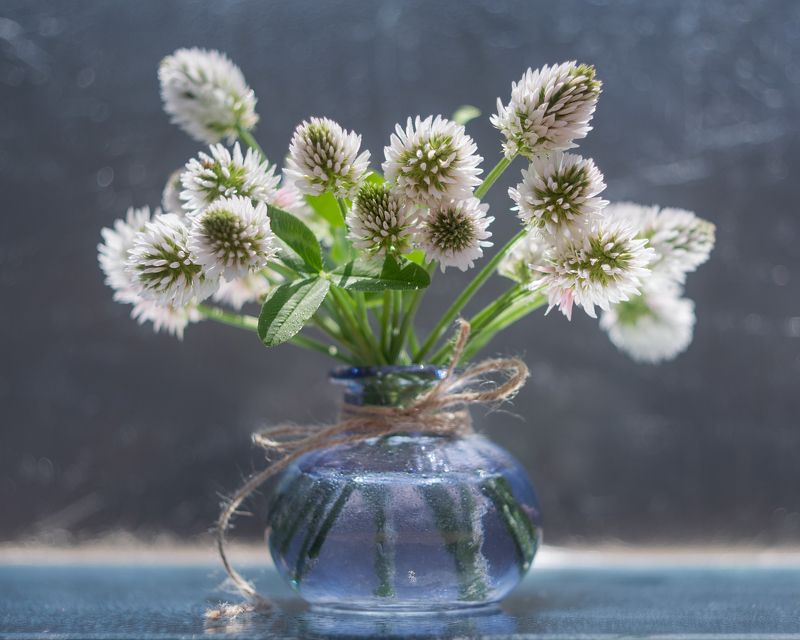 клевер,натюрморт,ставрополь,гелиос81н Клевер фото превью