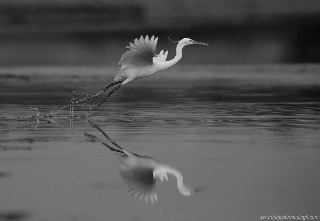 , Dr Ajay Kumar Singh