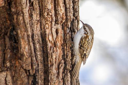 Обыкновенная пищуха(Certhia familiaris).