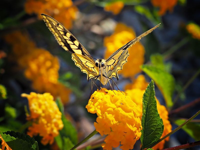 Butterfly фото превью