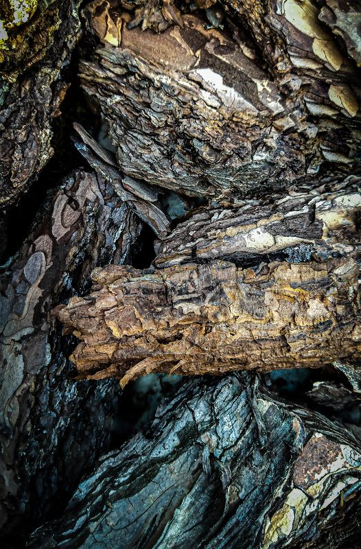 фон, текстура, фотография, вертикальная, дерево  фото превью