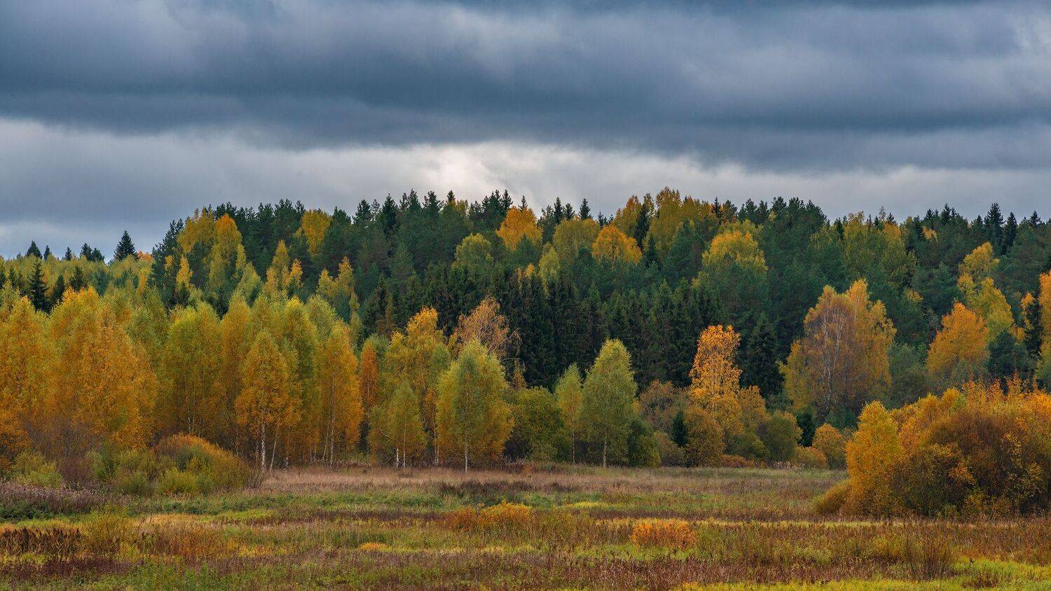 , Роман Горячий