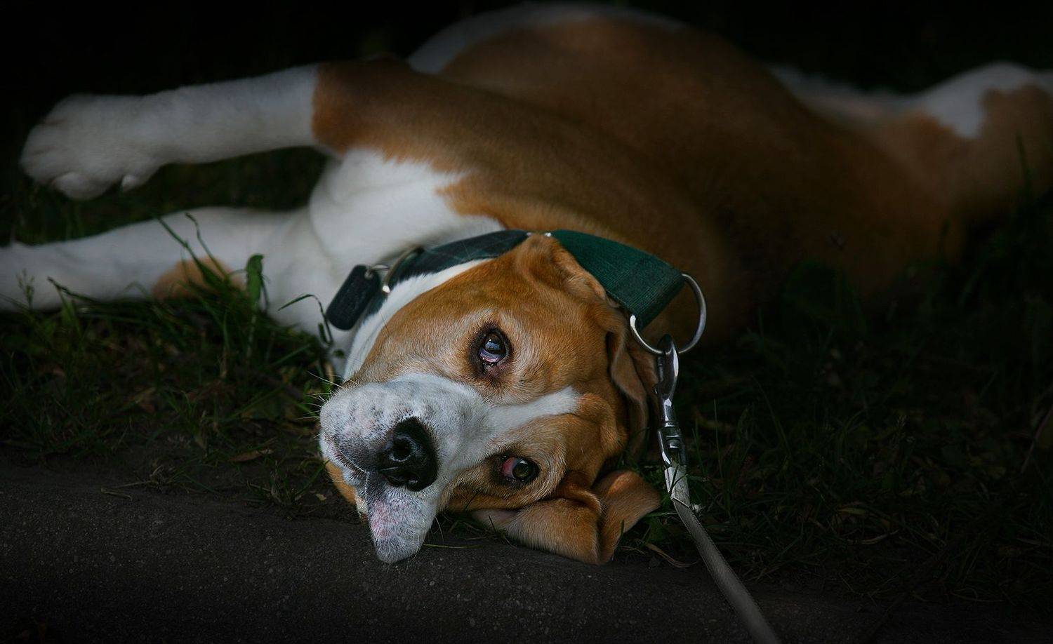животные в городе, лето, жара., Vera Trandina