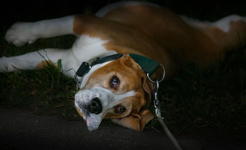 животные в городе, лето, жара. Жарко! фото превью