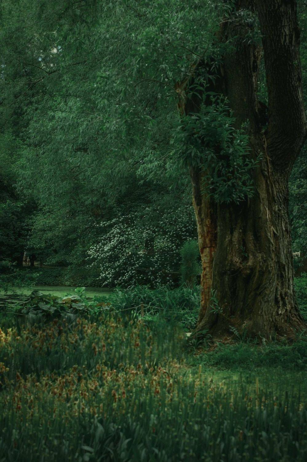 лето, summer, лес, forest, пейзаж, landscape, nature, природа, Julia Kaissa