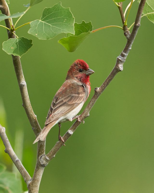 Чечевица (Кронштадт, июль 2022) фото превью