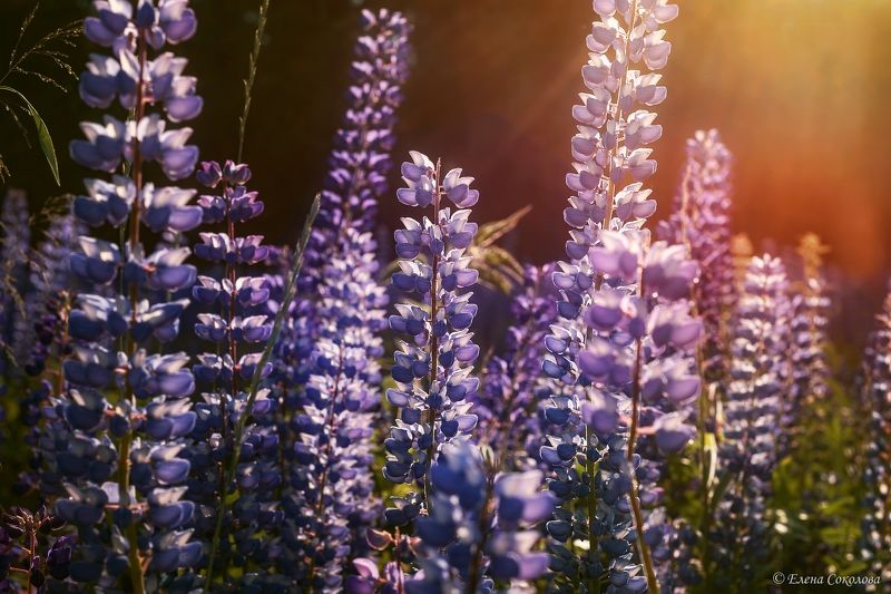 люпин, цветы, лето, луг, пейзаж, закат, капли дождя Люпиновый рай на закате фото превью