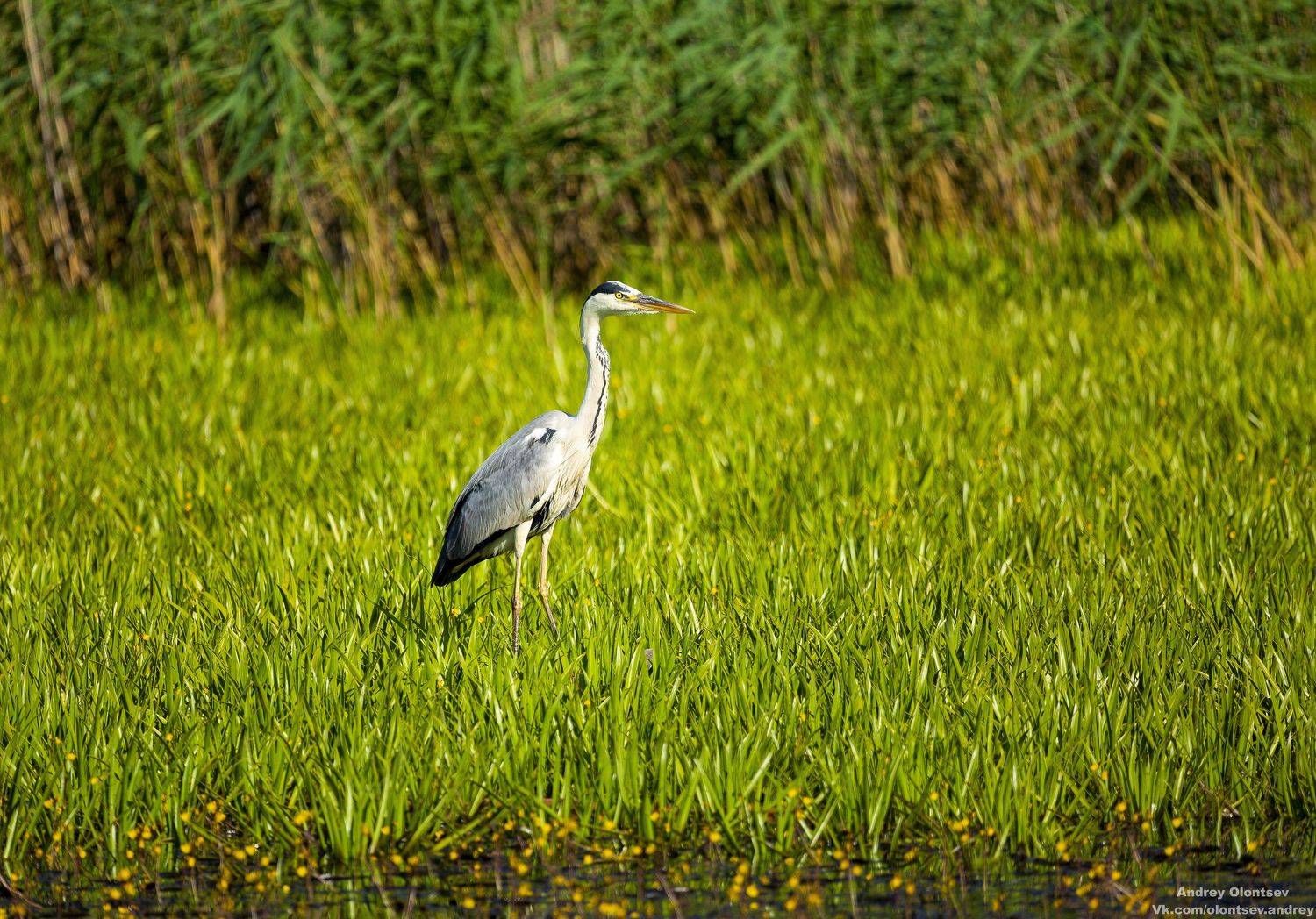 солнце, россия, рассвет, природа, подмосковье, погода, пейзажи, пейзаж, отражение, наукоград, красота, дубна, вода, весна, weather, water, spring, russia, reflection, naukograd, nature, moscow, landscape, dawn, canon, dubna, beauty, Олонцев Андрей