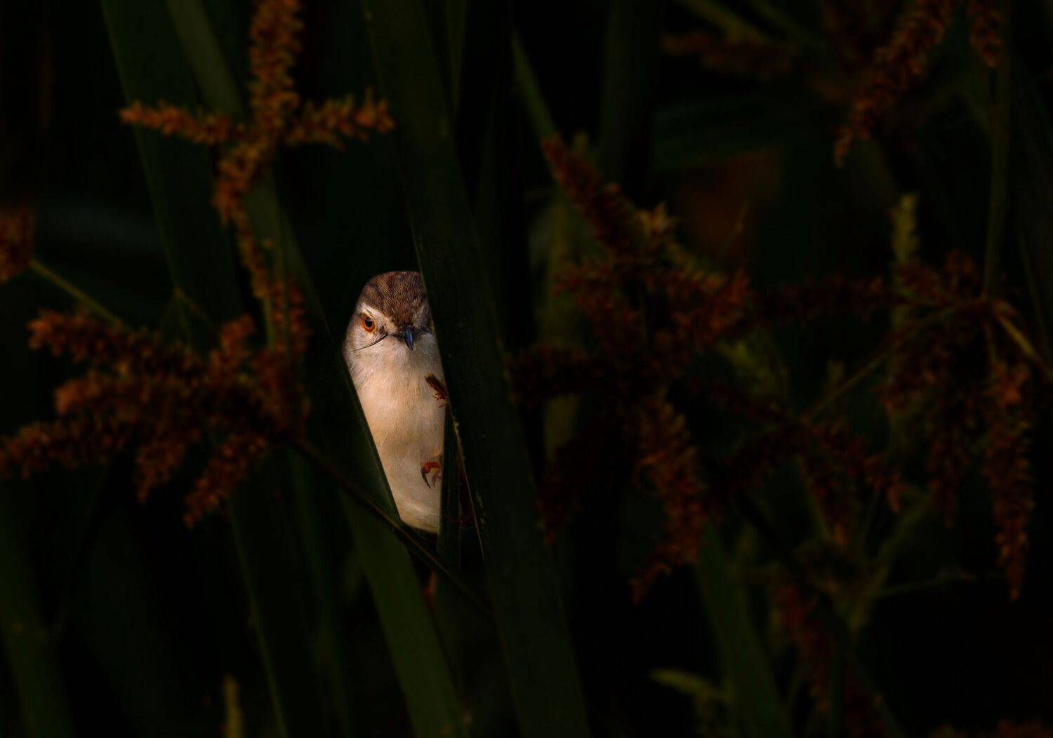 bird,birds,nikon,wild,water,shadows,lake,pond,flowers,swan,colors,nikon,beauty,nature,animals,eyes,egret,songbird,jungle,white,wings,fly, G N RAJA