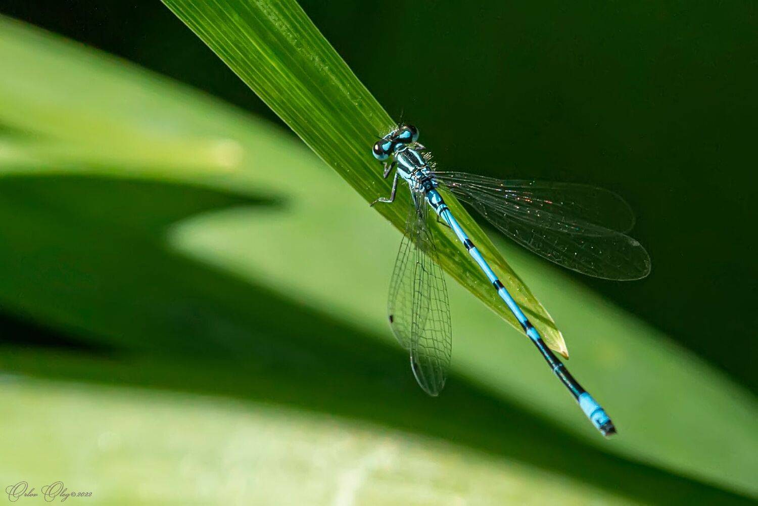 , Орлов Олег