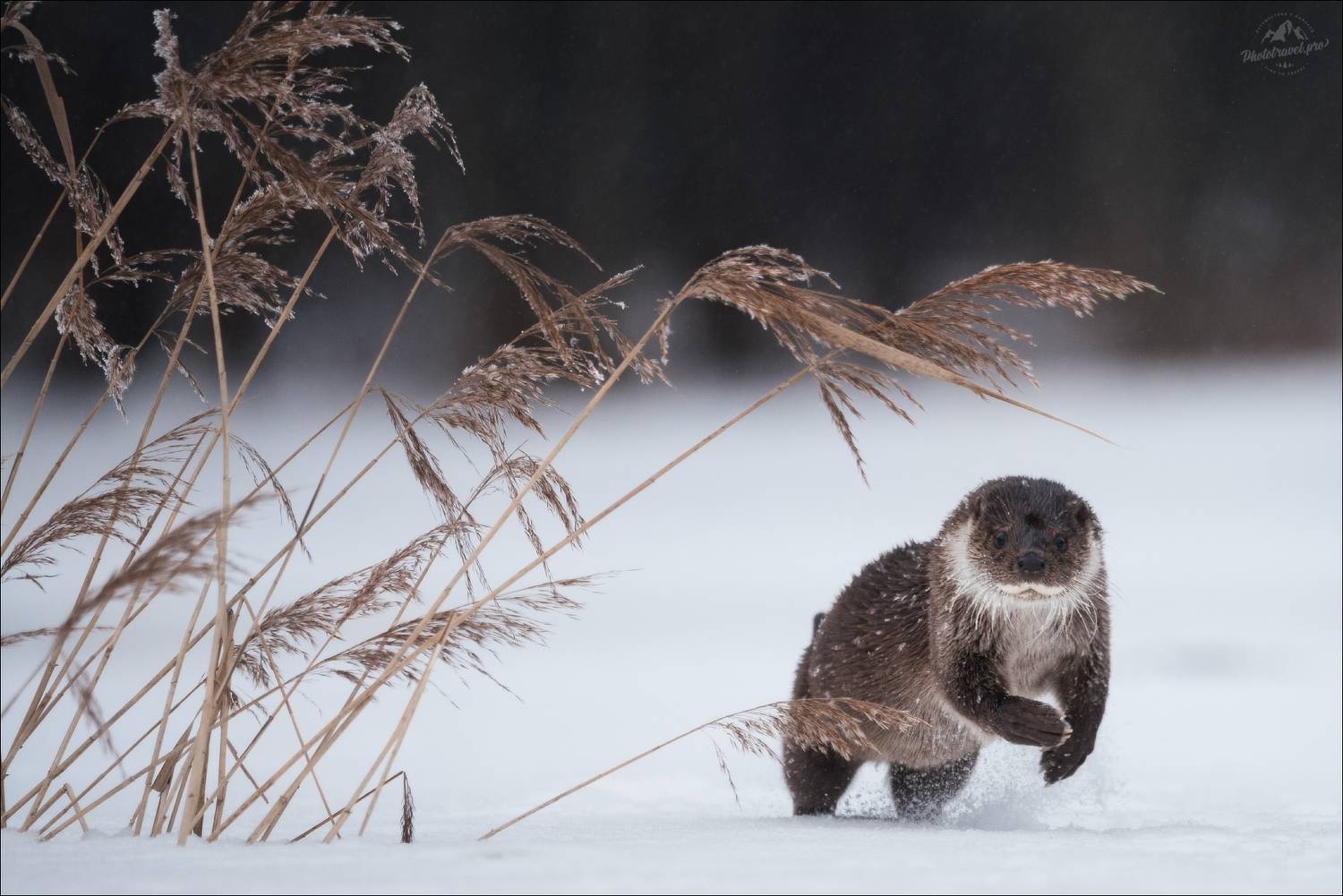 выдра, красный бор, фотоохота, otter, Влад Соколовский
