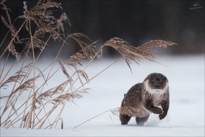 выдра, красный бор, фотоохота, otter Шумел камыш .. фото превью