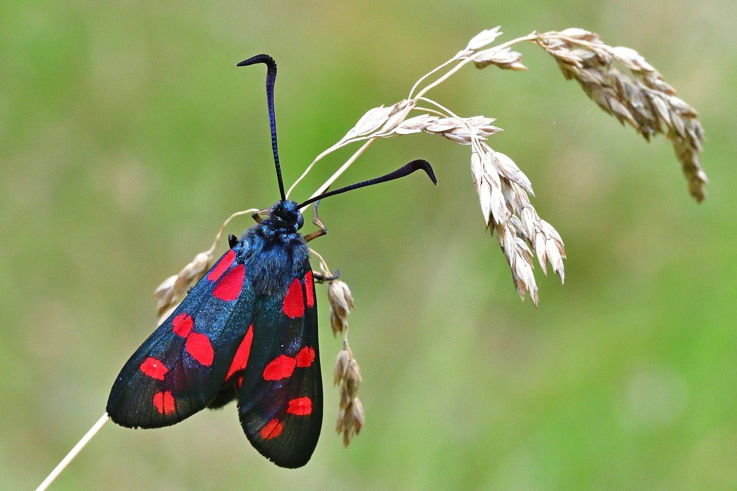 , Корнейчук Игорь