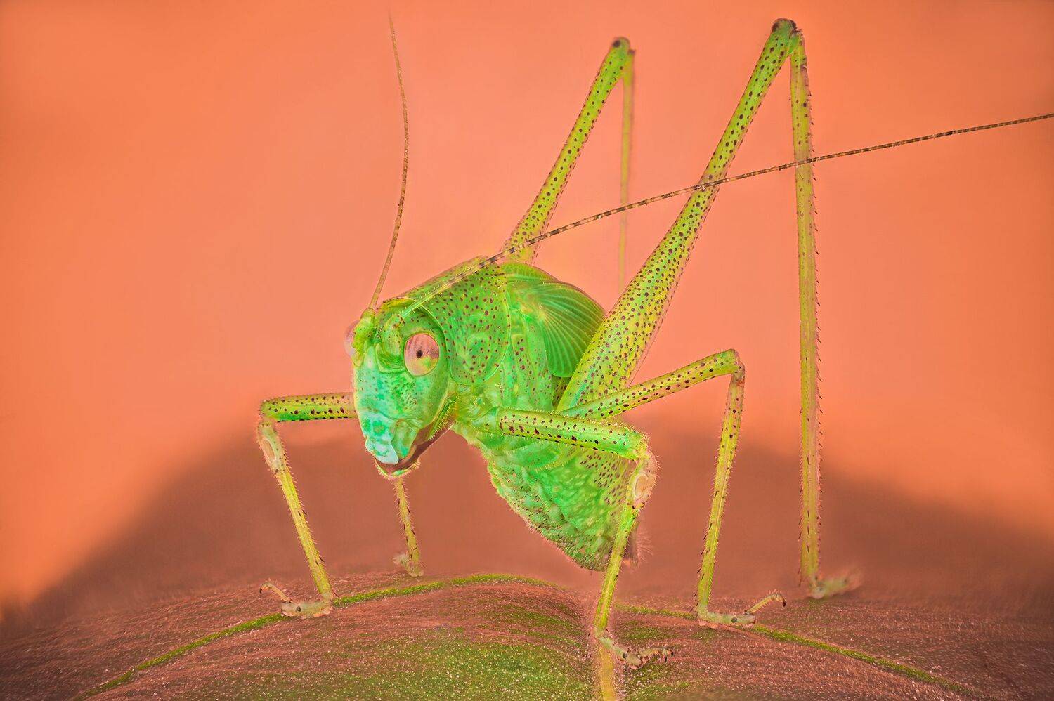 ceclii, macro,nikon z6ii, lomo 3.7, Tsvetan Ganev