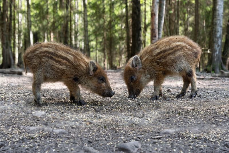 *** фото превью