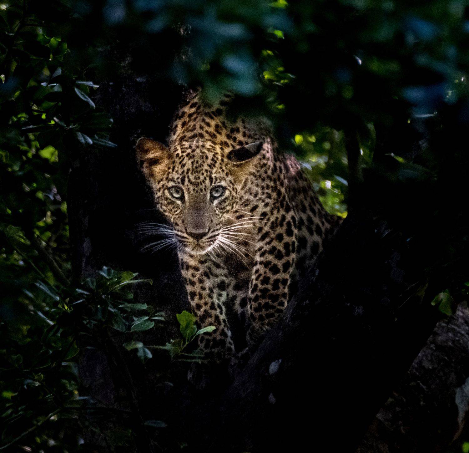 леопард, нд, фотоохота, шри ланка, яла, кошки, leopard, photo hunting, sri lanka, yala, cats, шри-ланка, шри ланка нд, Демкина Надежда