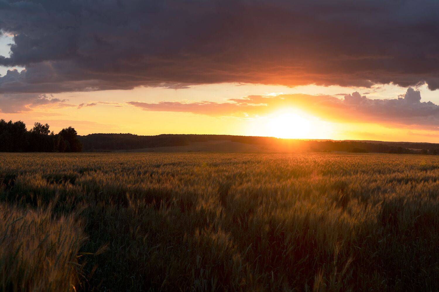 , Виталий Стрельцов