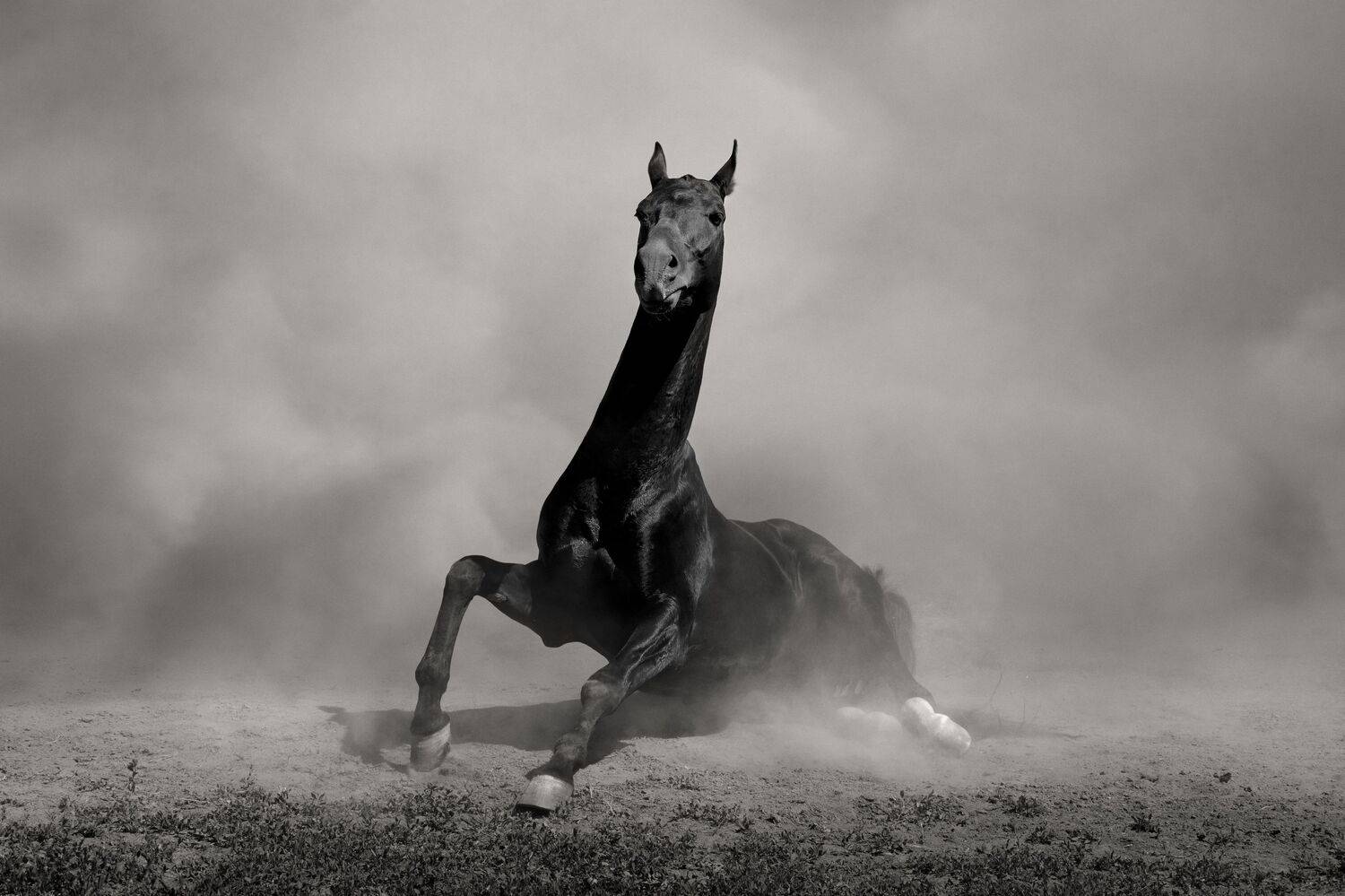 Лошадь, лошади, ахалтекинец, horse, cavallo, Лия Макари