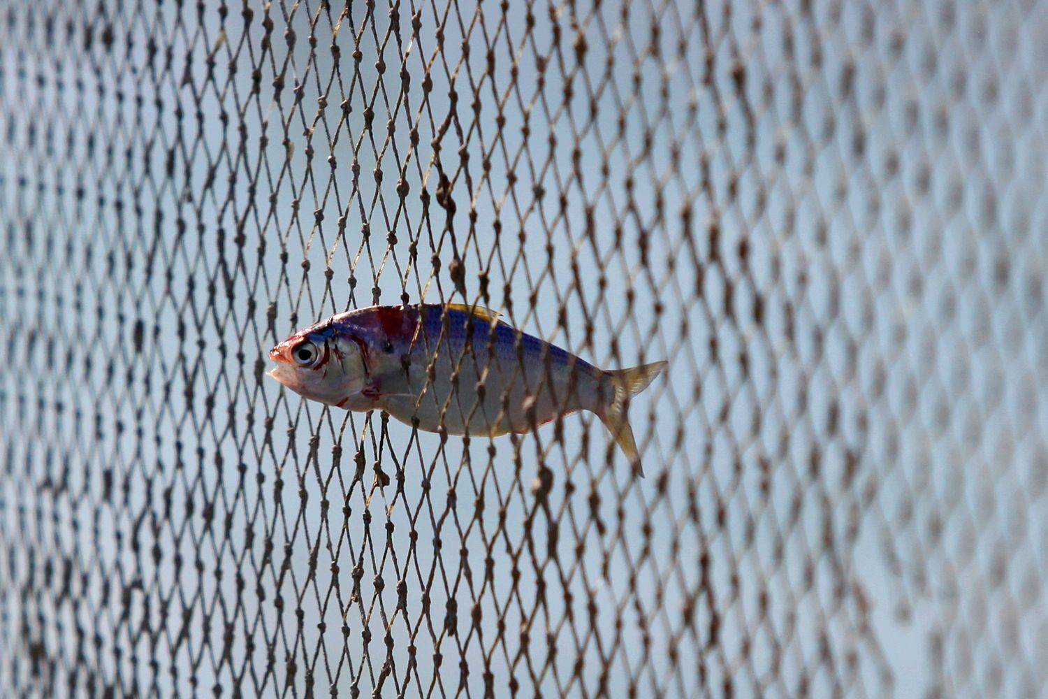 , mehdi karimi souderjani