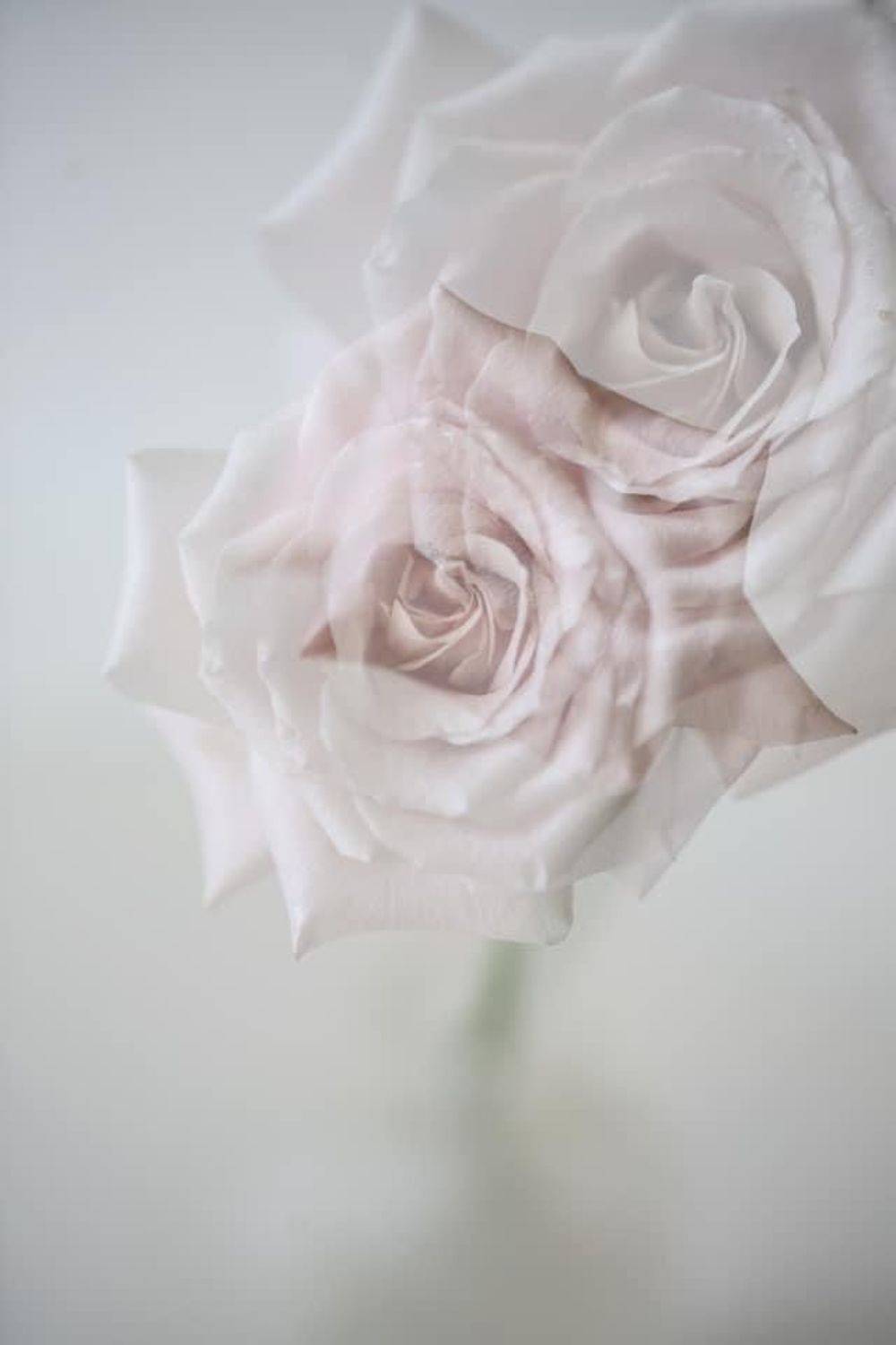 розы, цветы, портреты, природа, натюрморт, макро,  Ксения Максименко