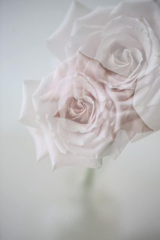 розы, цветы, портреты, природа, натюрморт, макро  фото превью