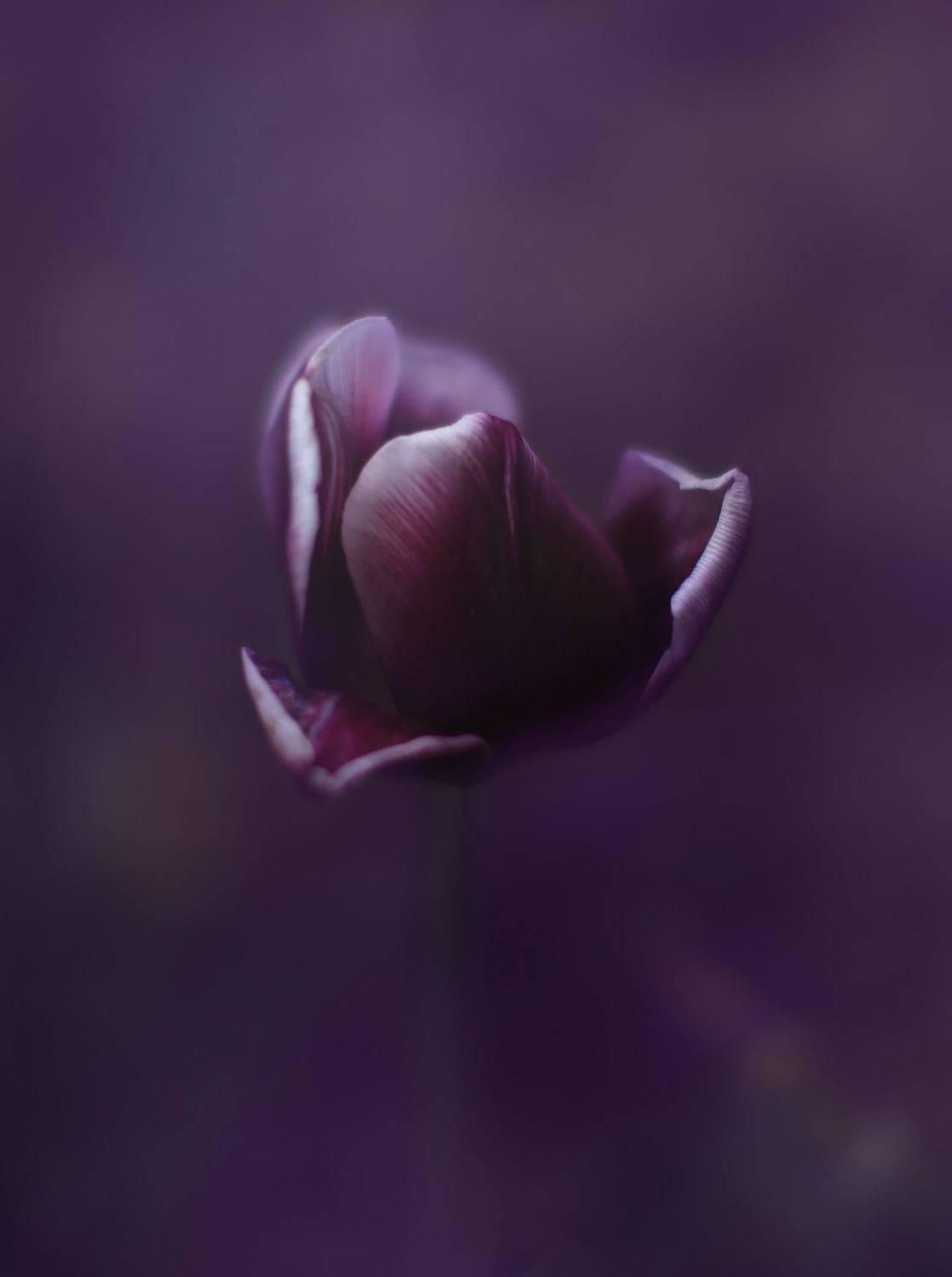 тюльпан, природа, цветы, флора,  Ксения Максименко