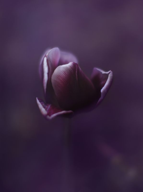 тюльпан, природа, цветы, флора Тюльпан фото превью