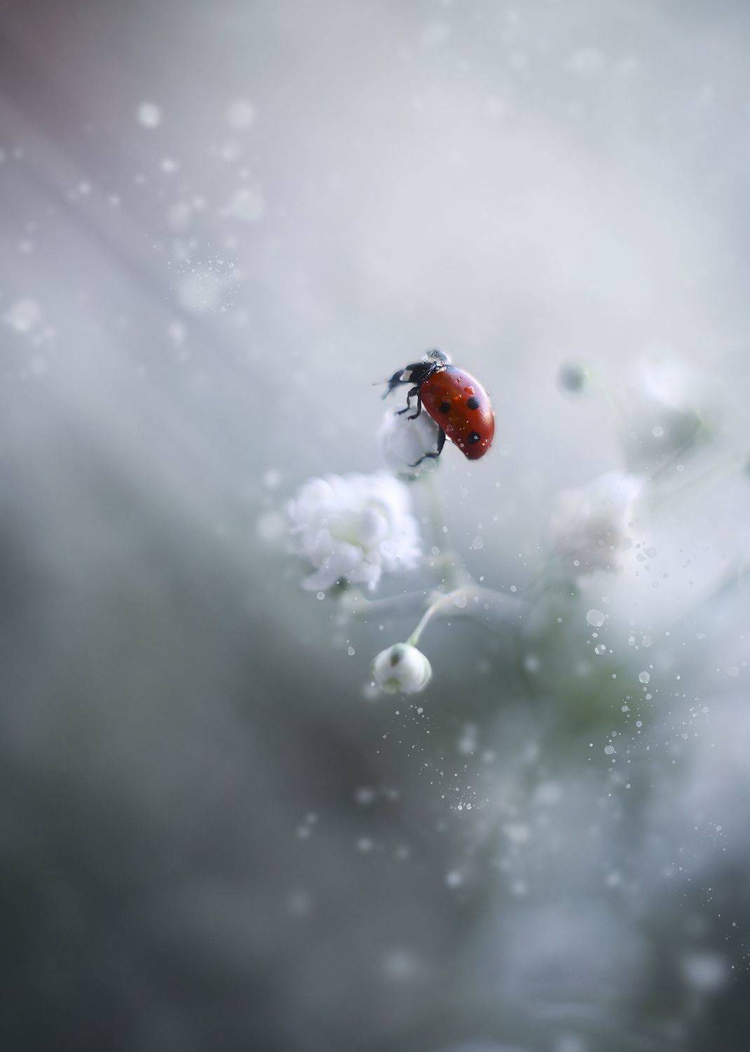 макро, природа, насекомые,  Ксения Максименко