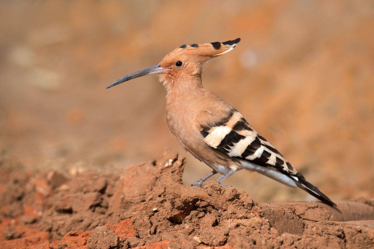 , Людмила Бекман