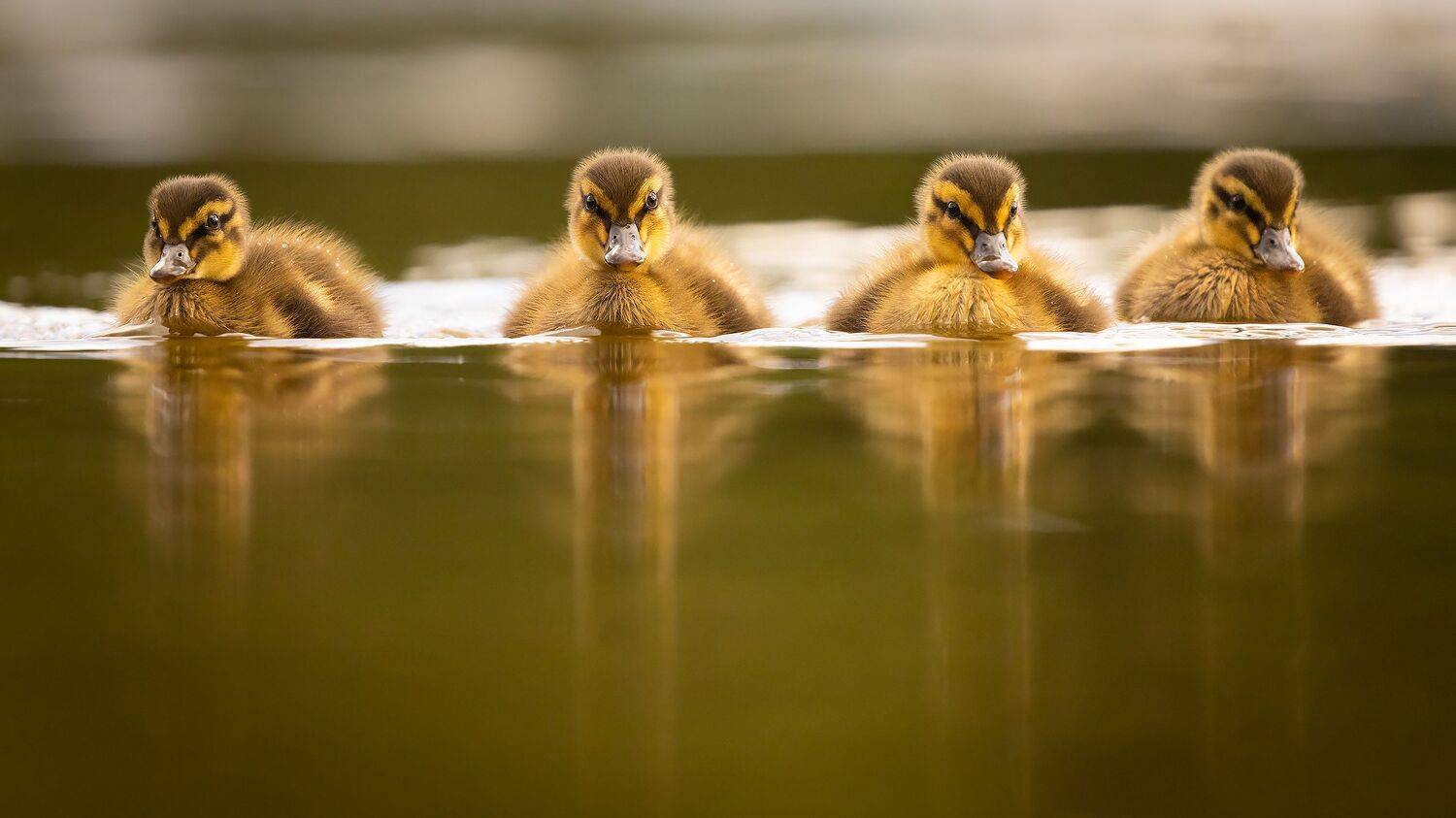 , Robert Adamec