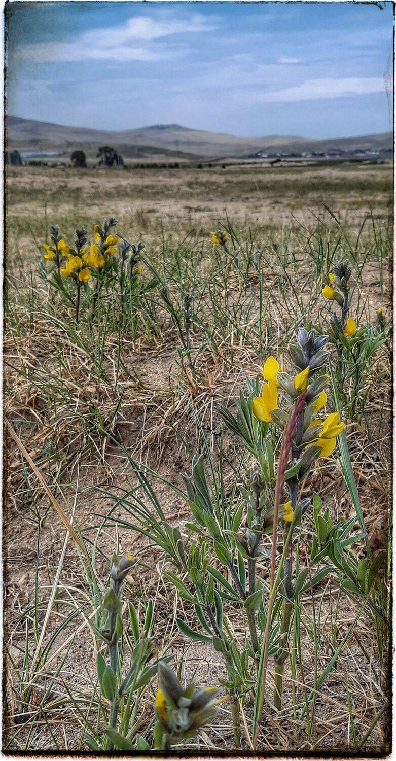 Природа, Ольхон, цветы. , Наталья