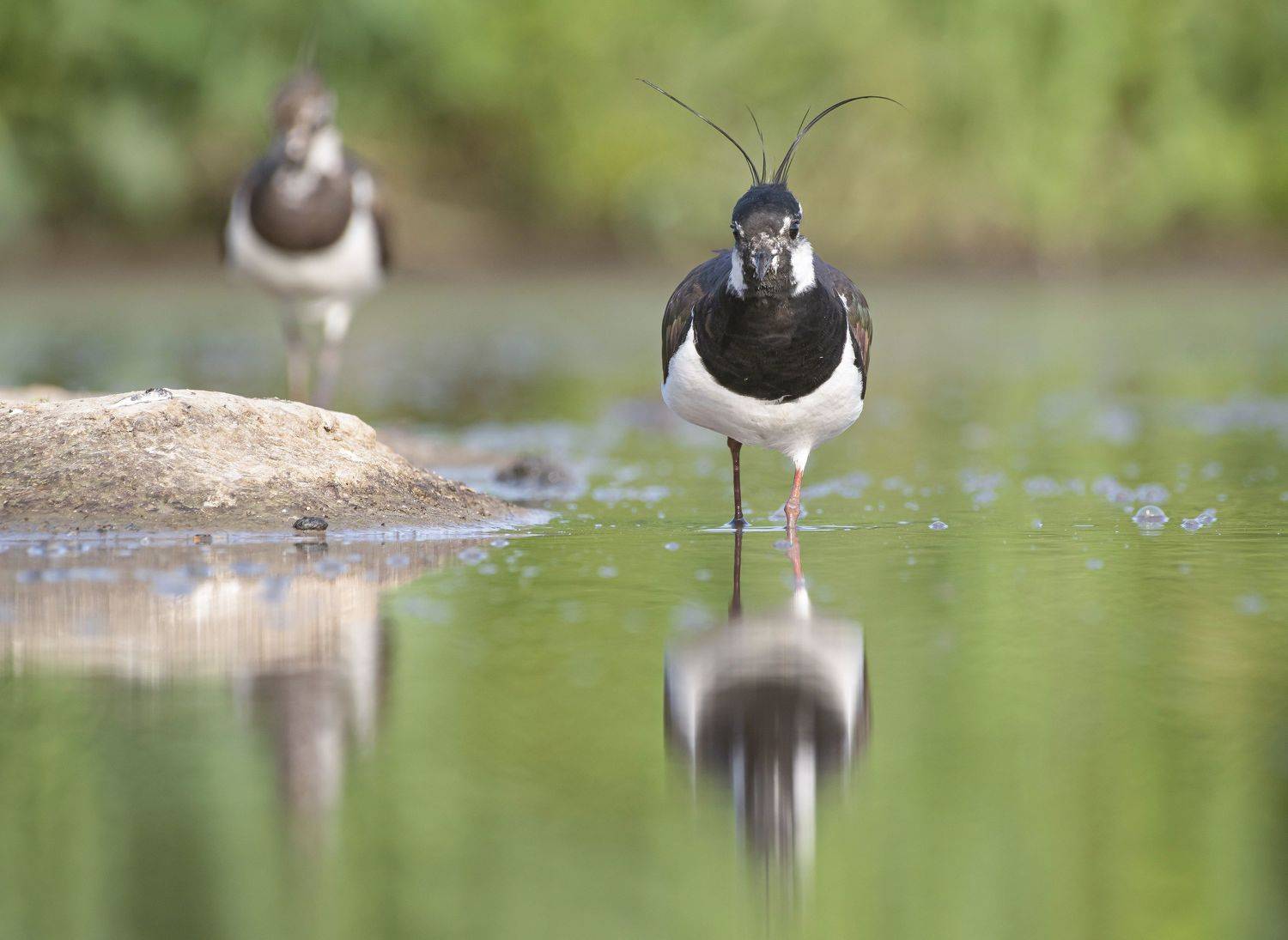 птицы,природа, лето, Андрей Киселёв