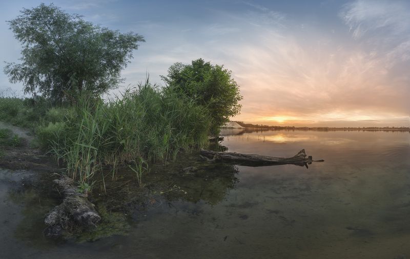 Камыш... фото превью