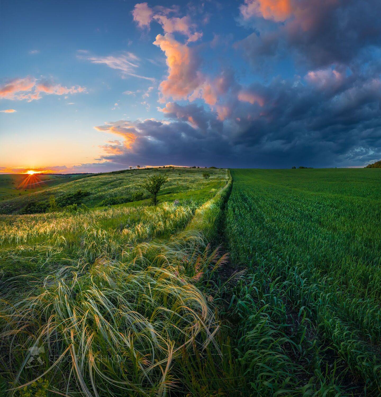 Белгородская область, май, весна, степь, ковыль, степное, поле, поля, сельскохозяйственное поле, закат, небо, облака, тучи, гроза, озимые, пшеница, полевое, граница, эпичное, седой ковыль, зелёный, , Лашков Фёдор