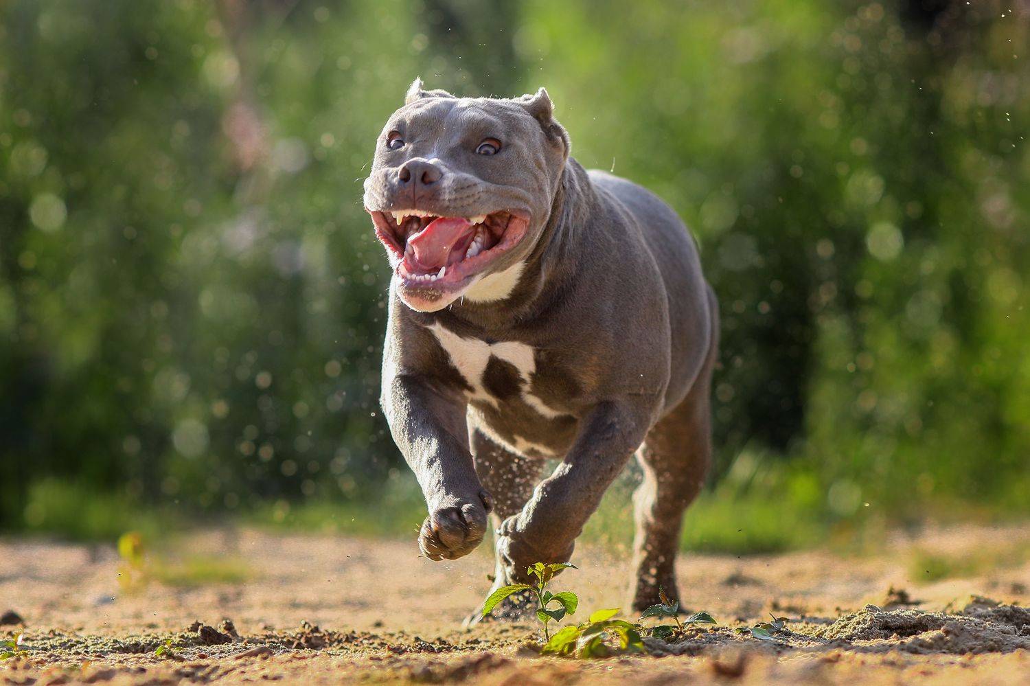 , Андрей Ершов