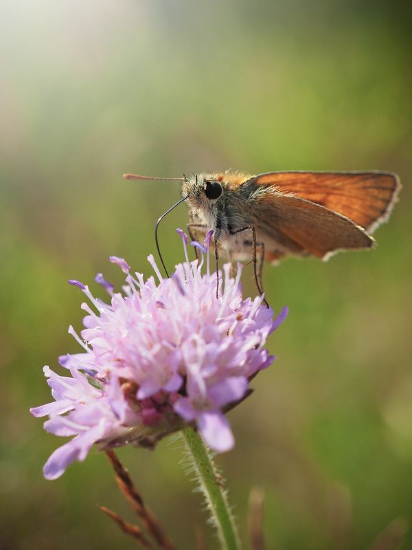 *** фото превью