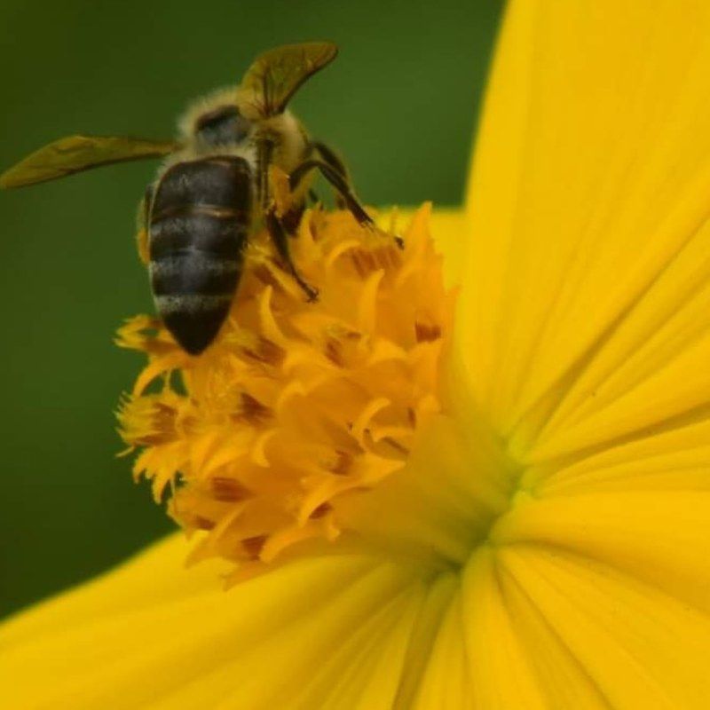 nature,macro,colour,flower Polinizacion фото превью