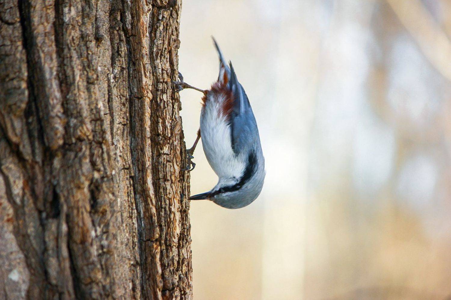 поползень, КарОл