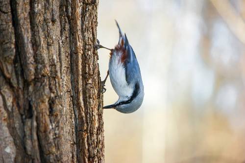 Поползень(Sitta europaea).
