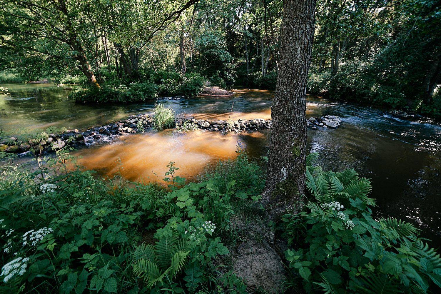 , Александр Фанковин